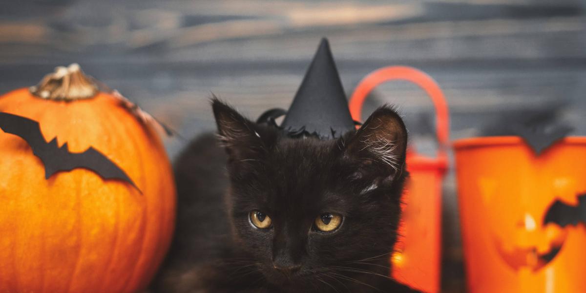 Halloween Mitos Y Supersticiones Sobre Los Gatos Negros