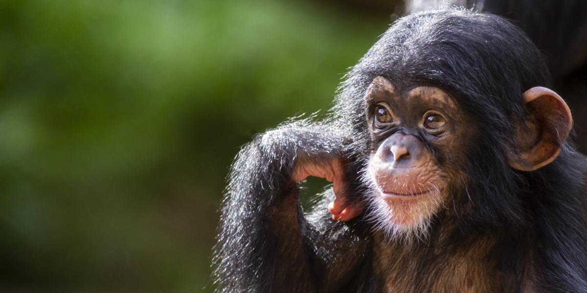 Charla Nash Historia De La Mujer A La Que Un Chimpanc Le Arranc La Cara