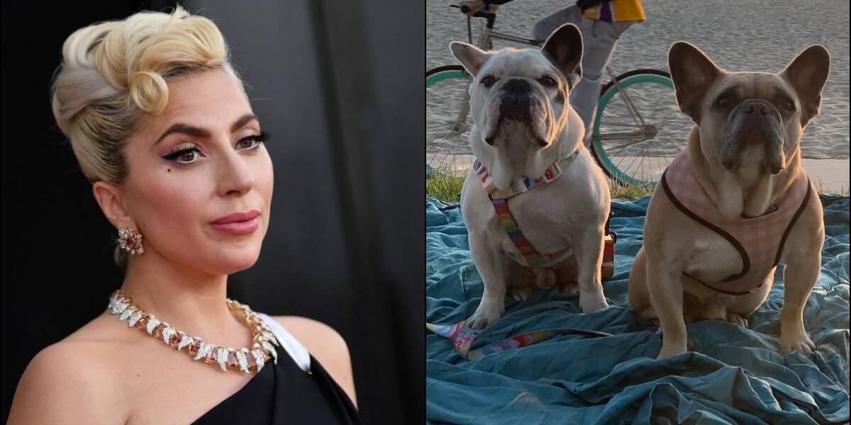 Gaga Es Demandada Por No Pagar La Recompensa A Quien Rob Sus Perros