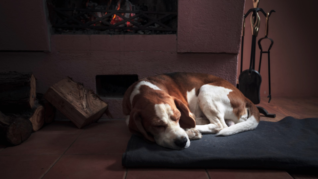 Las 5 señales que le indicarán si su perro es feliz