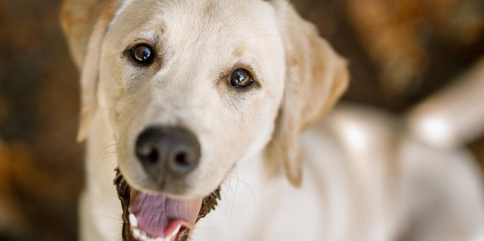 C Mo Funciona El Sentido Del Olfato De Los Perros