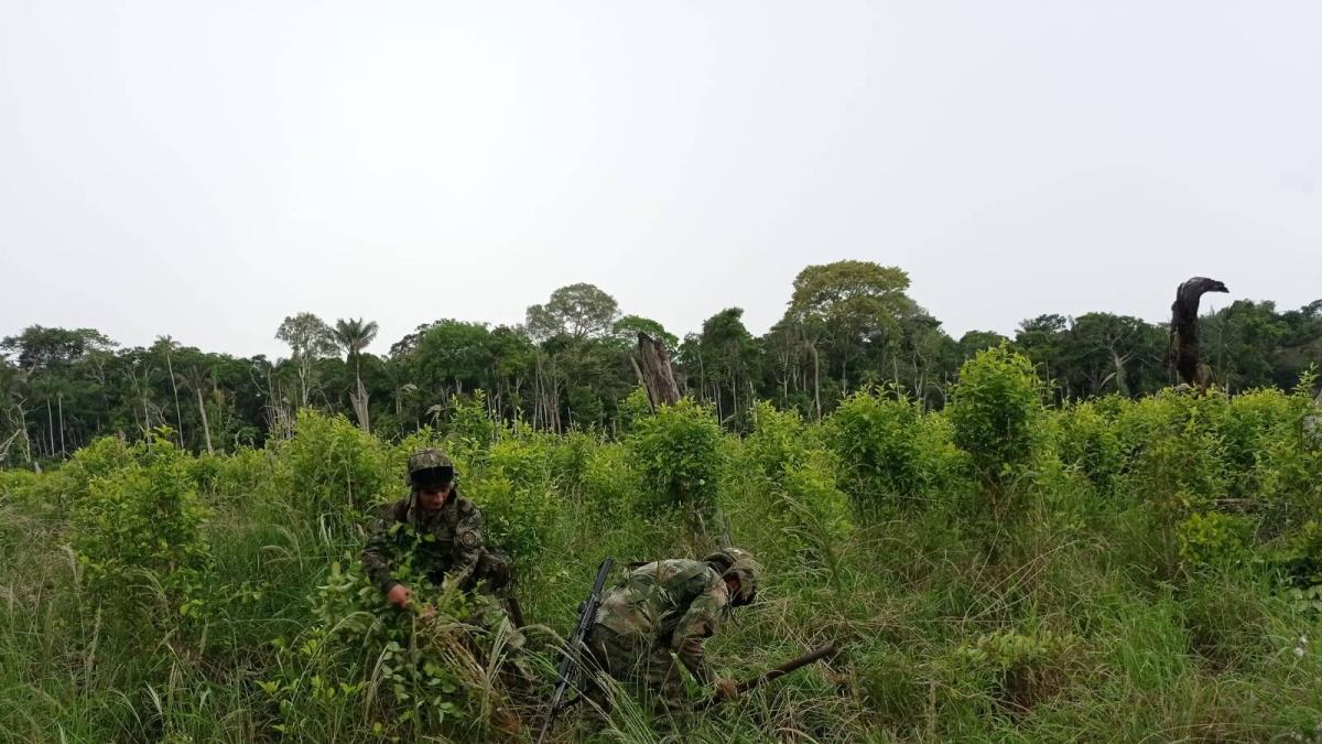 Urgente Producci N De Coca Na Pura En Colombia Se Dispar De