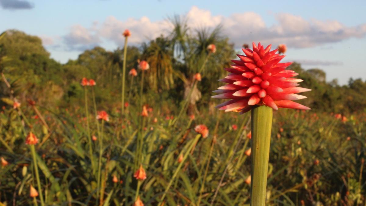 Flor De In Rida Todo Lo Que Debe Saber Sobre La Flor Eterna Que Ser