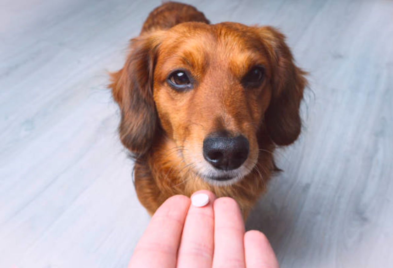 Para Qu Sirve El Meloxicam Para Perros Y Sus Efectos Secundarios