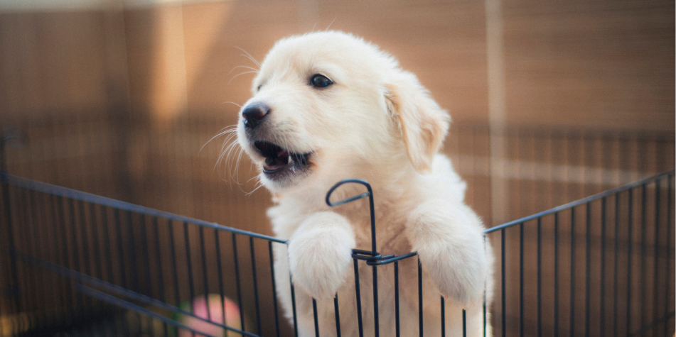 Por qué los cachorros ladran sin aparente motivo según psicóloga canina