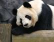 Los pandas gigantes, de origen de Asia central, son animales muy inusuales que se alimentan casi exclusivamente de bambú,