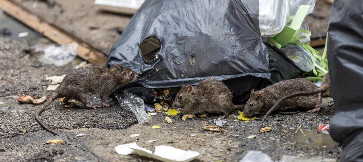 Ratas