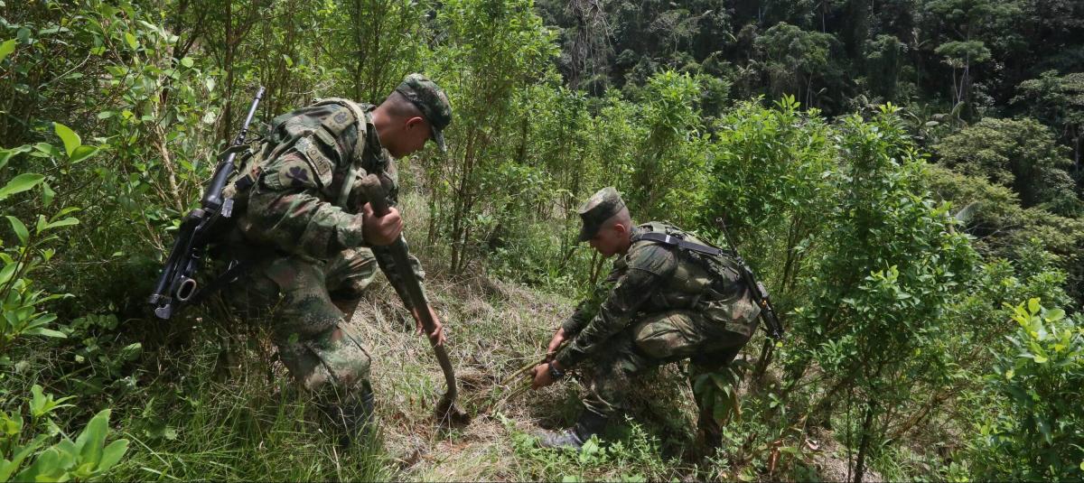 La mayor cantidad de cultivos de coca se concentra en el 95 por ciento de las 170 zonas más afectadas por el conflicto armado.