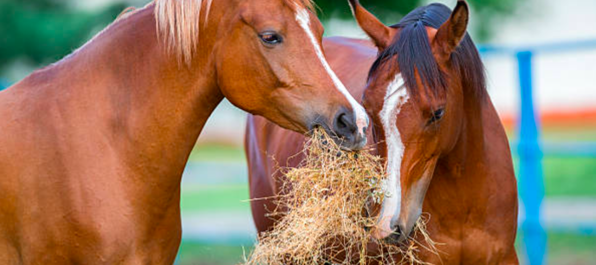 Los caballos suelen comer todo lo que se les da, es importante aprender a mantenerlos saludables.