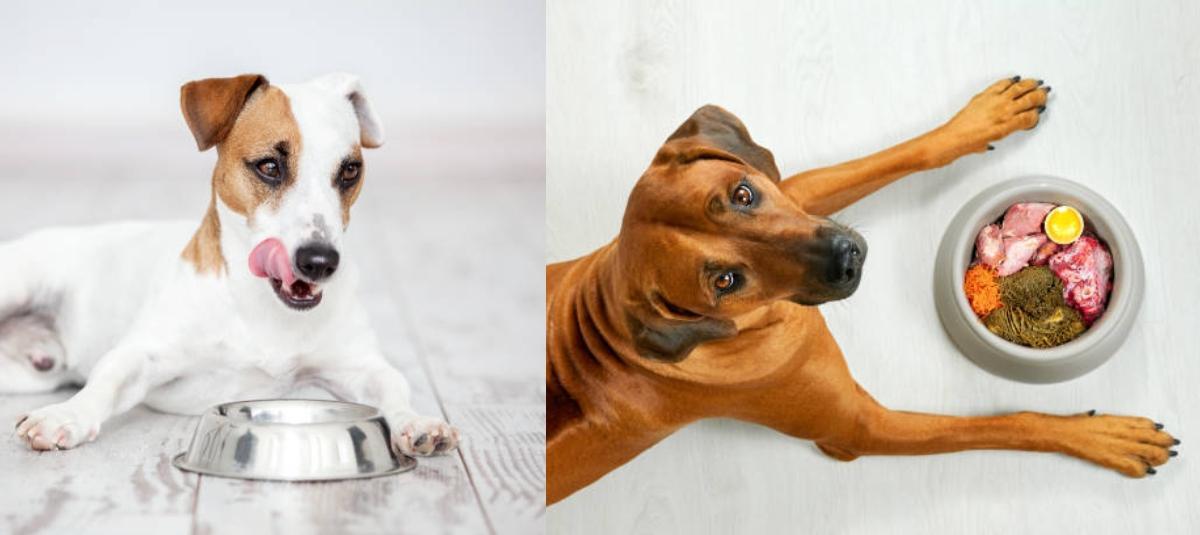 a que hora debo dar de comer a mi cachorro