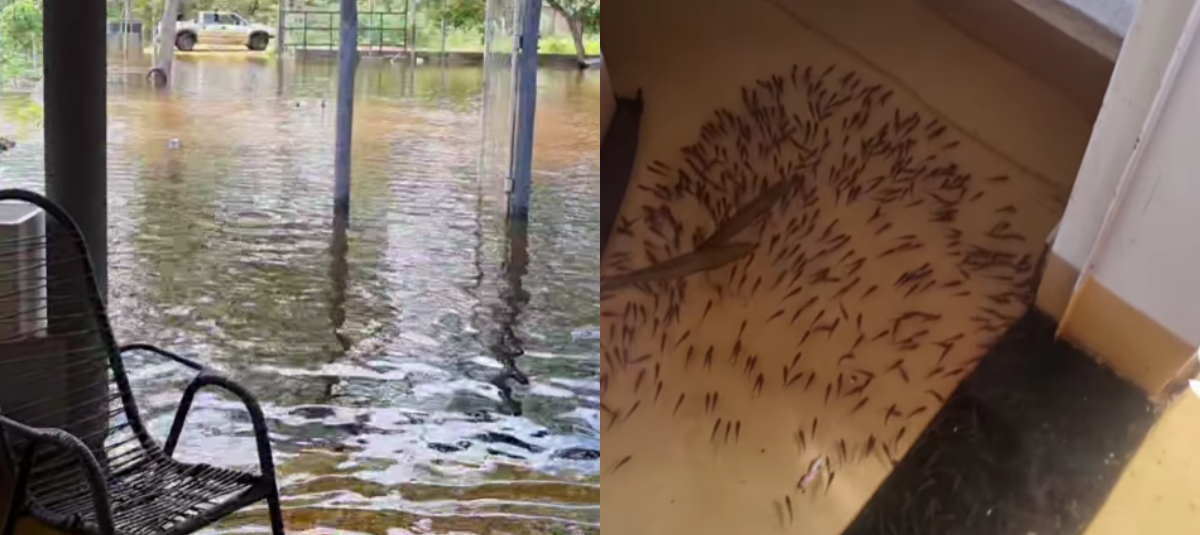 Video | Familia de peces se refugió en casa inundada luego de que un ...