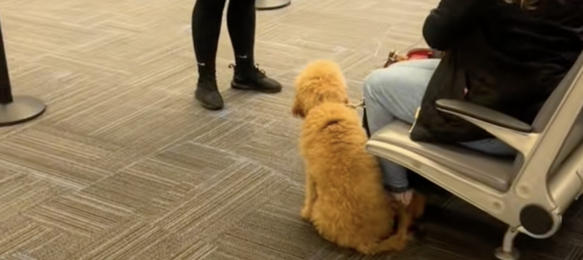 perro en el aeropuerto