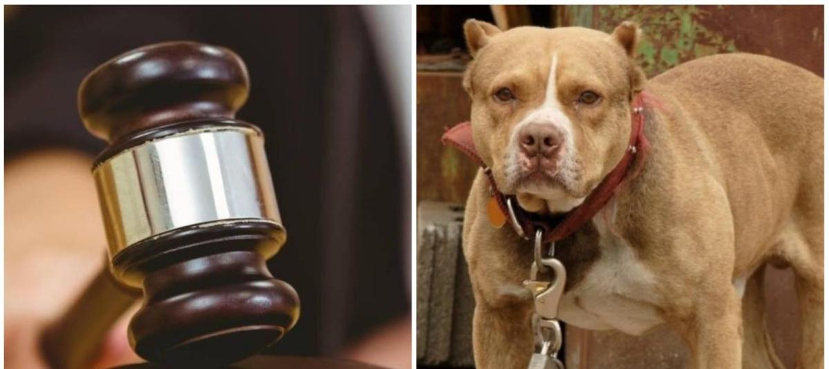 puede un perro morir de tenias