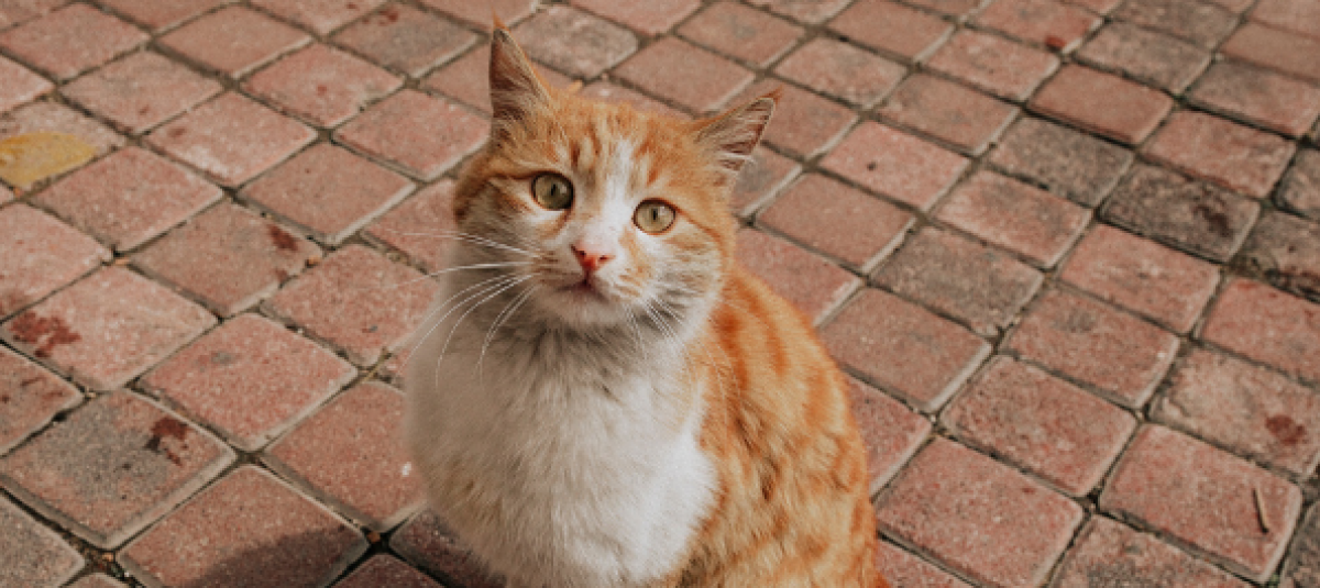 Gatos