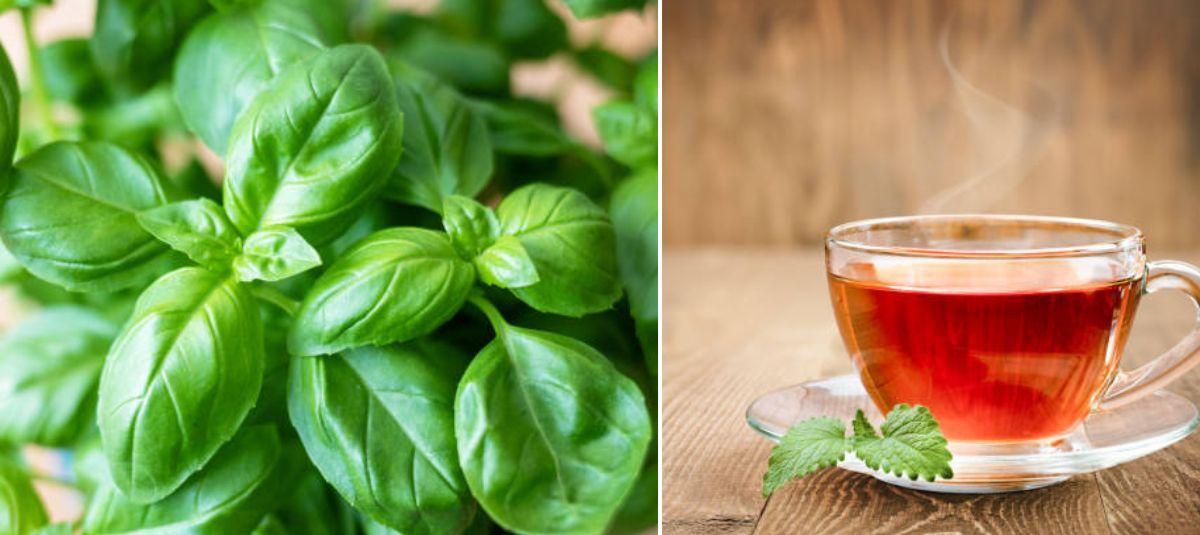 Albahaca