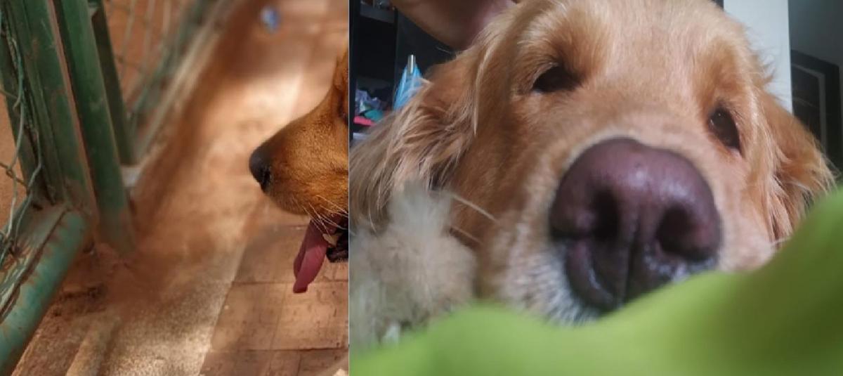 Maltrato perro