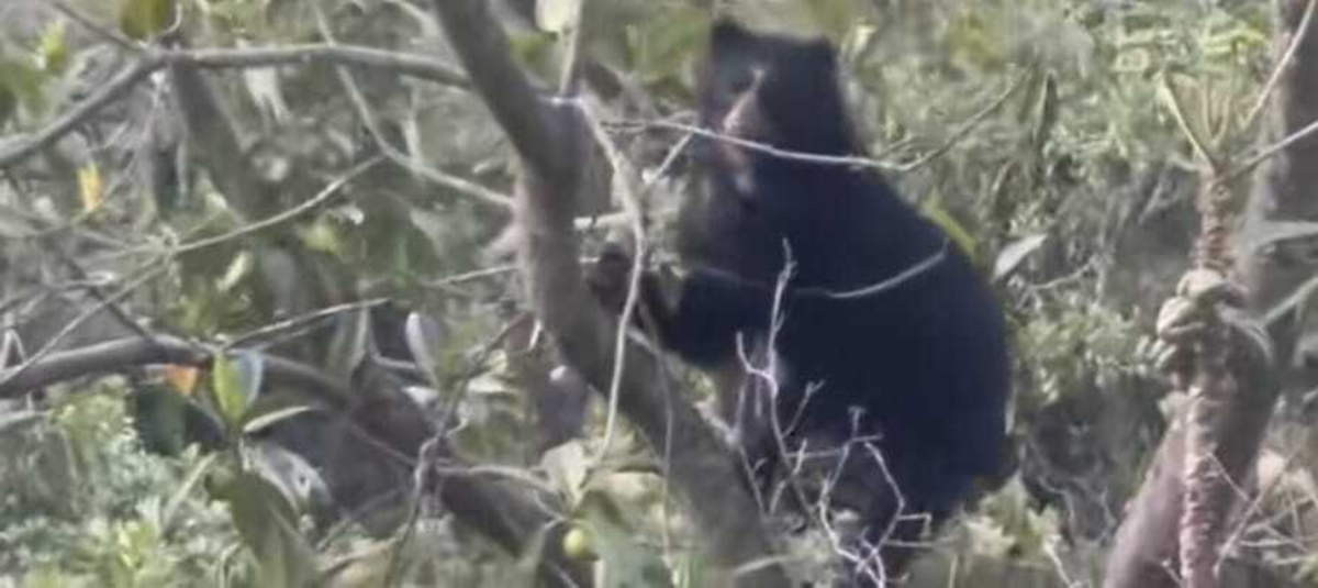 'Se acercan cada día más a los poblados': alarma en varios municipios de Nariño por el ataque de felinos al ganado vacuno
