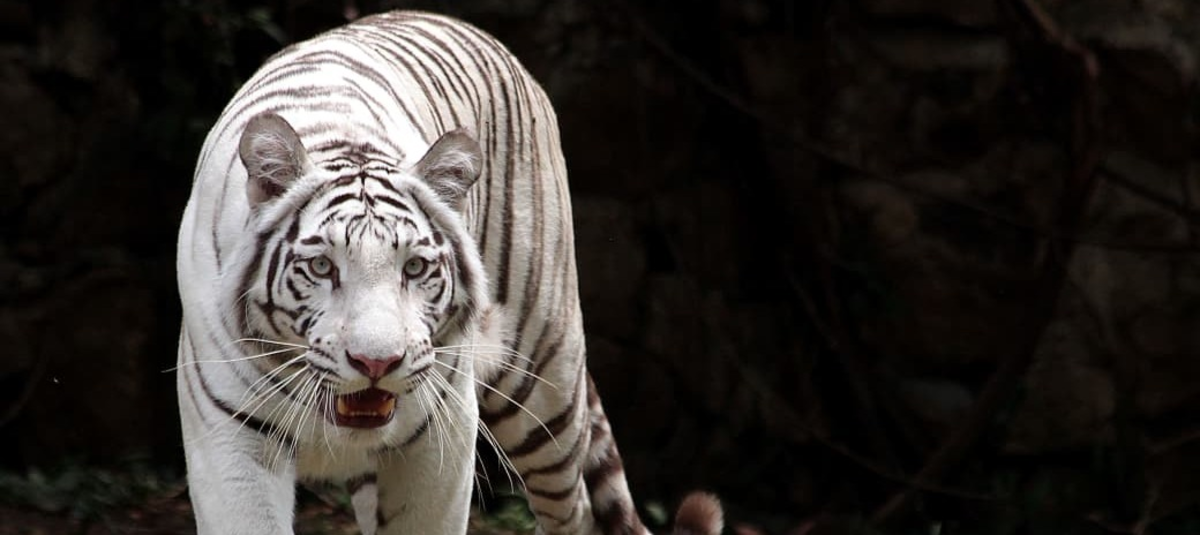 Luto en el Zoológico de Cali: esta es la causa de la muerte de Indira, una tigresa de Bengala y una de las más queridas por visitantes y la ciudadanía