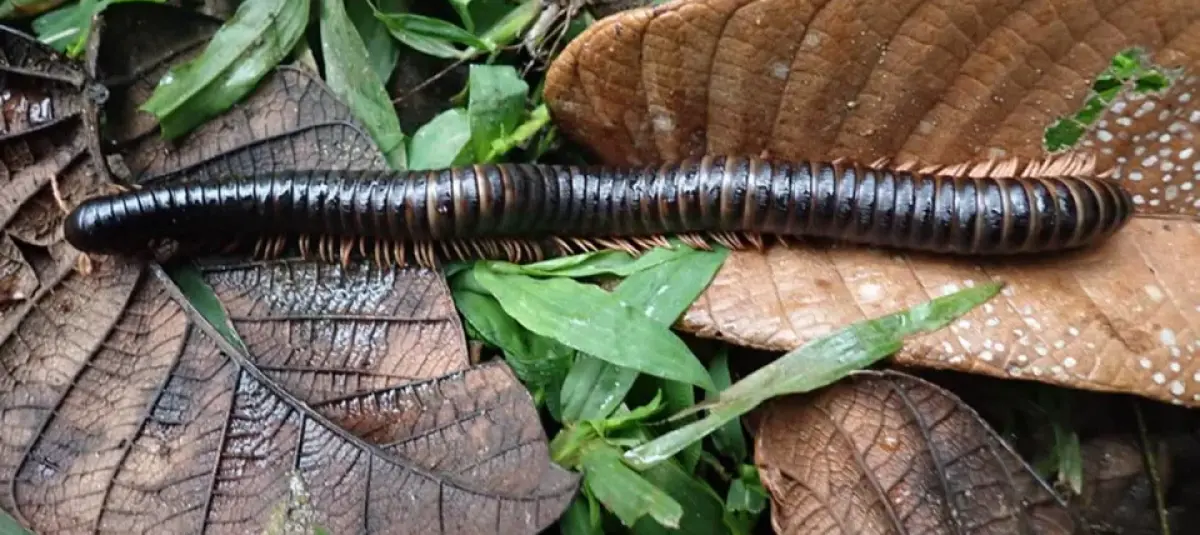 La expedición se realizó en Makira, el bosque más grande e intacto de Madagascar.