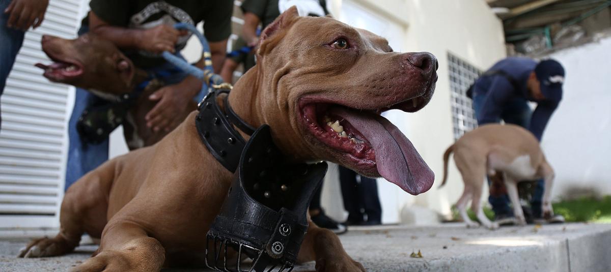 Los caninos han sido defendidos por diferentes colectivos animalistas