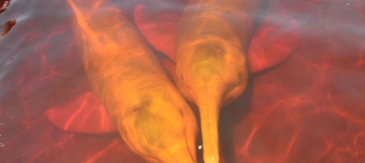 Dragas mineras y una fuerte evidencia de sobrepesca amenazan a los deflines en el continente.