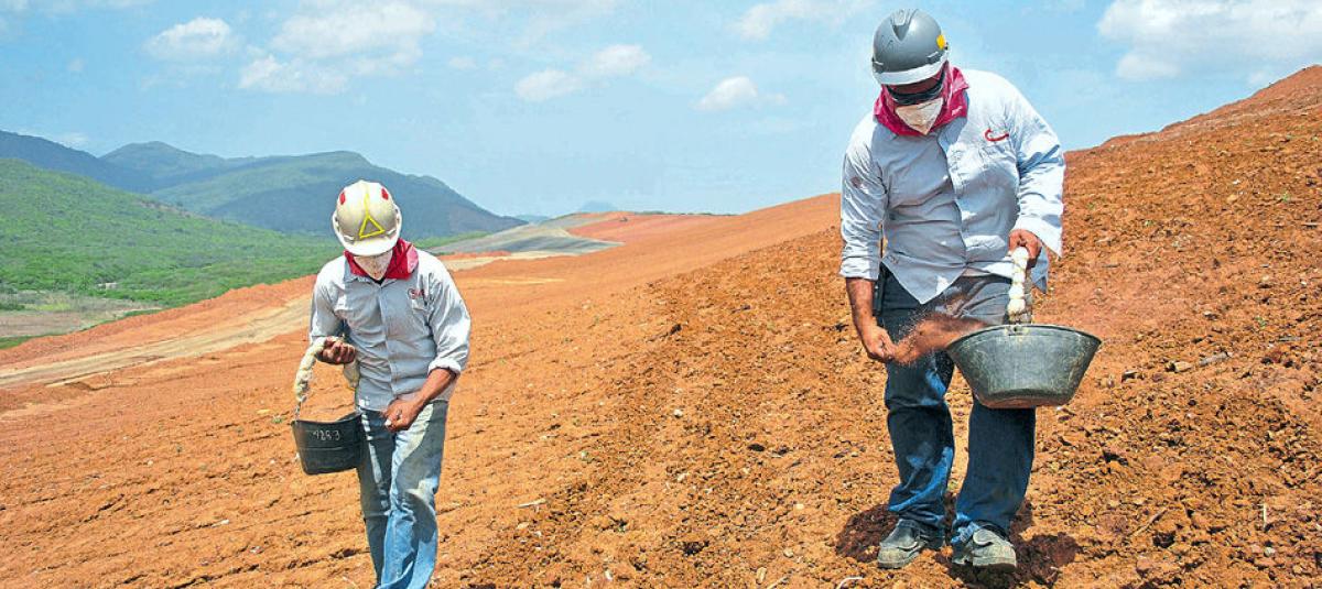 Durante el proceso de rehabilitación de tierras, Cerrejón usa más de 40 especies arbóreas.