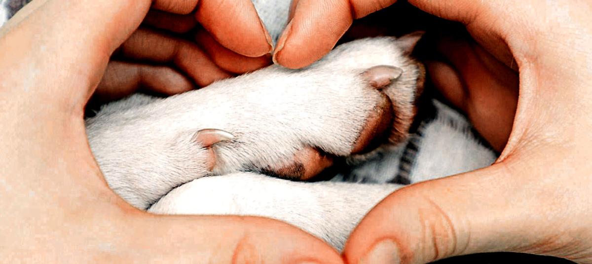 Cómo cuidar las patas de los perros?