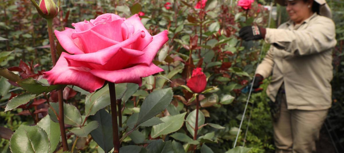 A Estados Unidos llegaron 18.000 toneladas de flores para San Valentín