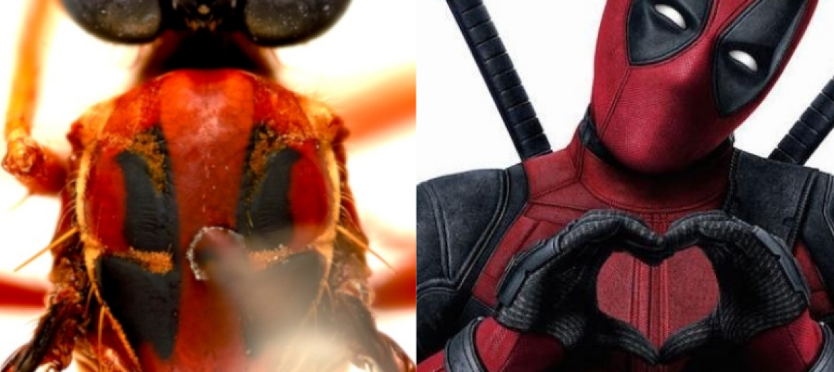 Marvel Insect Character Insectos en Australia son nombrados como superhéroes de Marvel