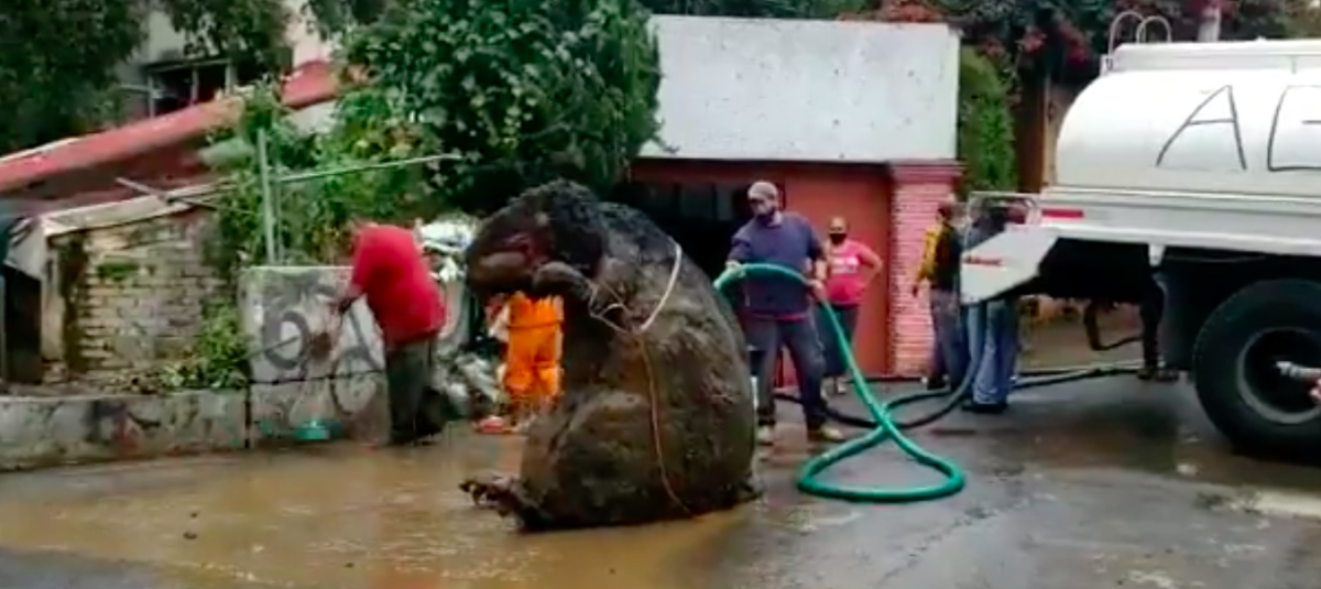 Ciudad de México: Hallan botarga de rata gigante en drenaje de la CDMX