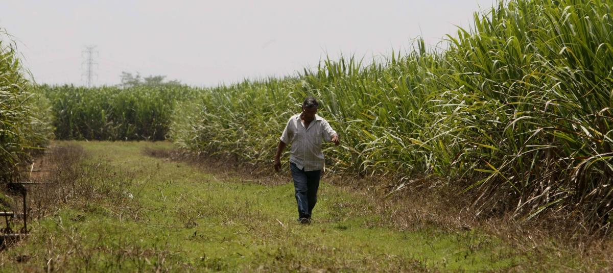 Trabajador de ingenio azucarero en el Valle está gravemente herido, tras ataque con disparos, al parecer, en un robo: Asocaña rechazó nuevo atentado