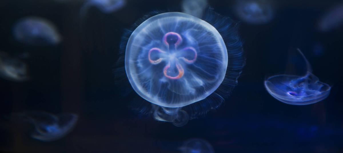 Estudio vincula a las medusas con la evolución temprana de los animales