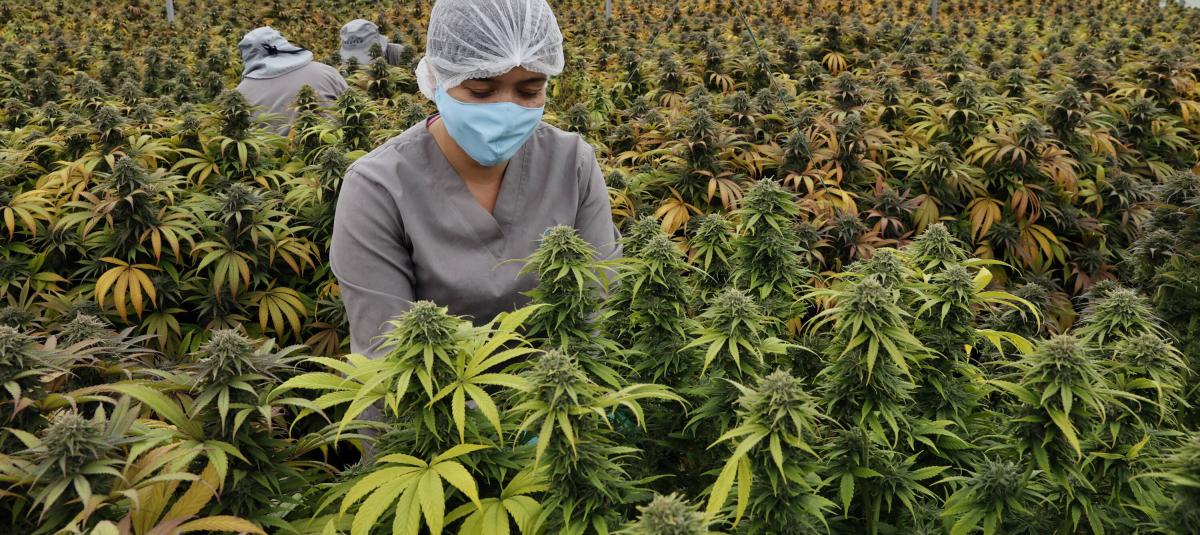 Lo que debe saber sobre la nueva normativa para uso industrial del cannabis
