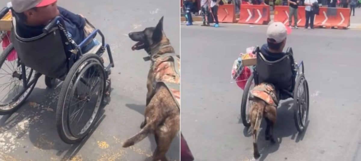 Video viral: perro ayuda a su dueño en silla de ruedas a cruzar la calle