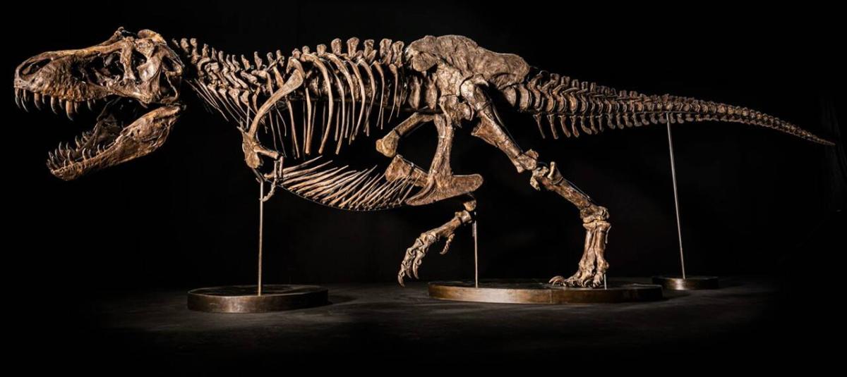 Tyrannosaurus Rex
