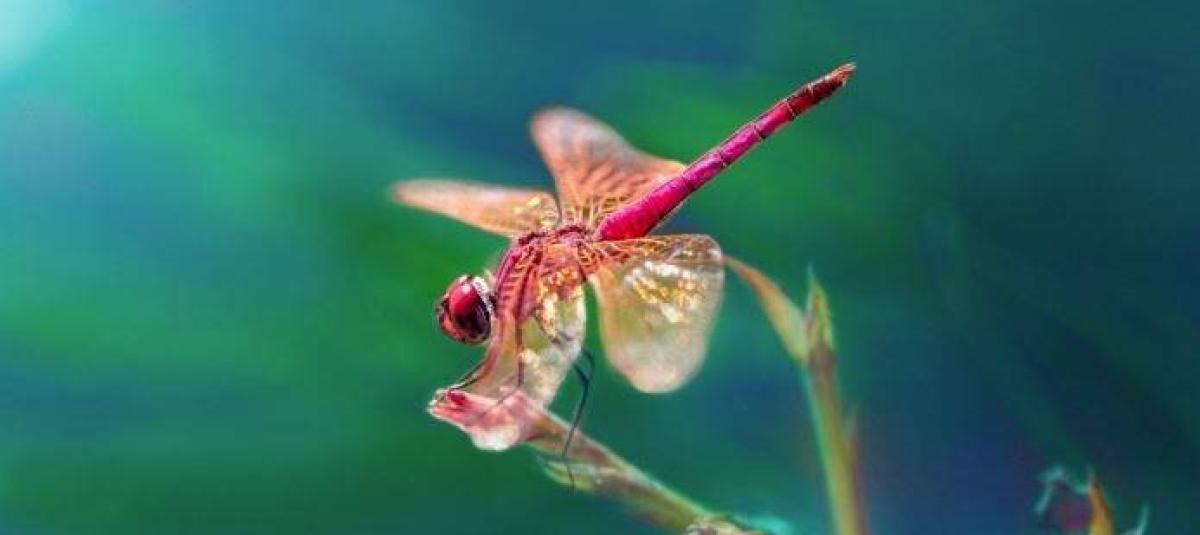 ¿Qué animales perciben el tiempo más rápidamente?