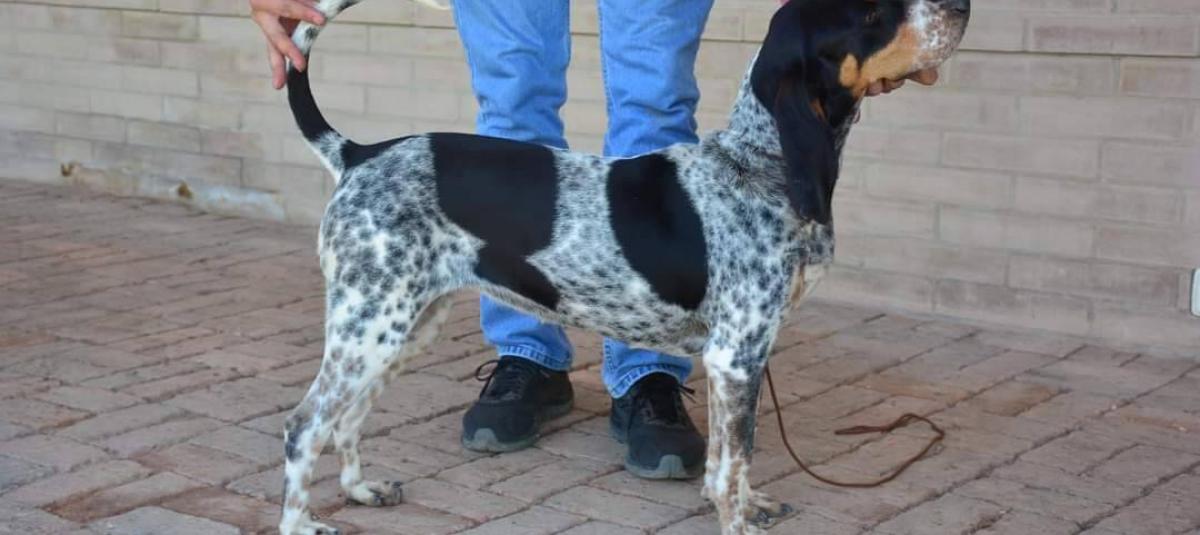 Razas de perros: sabueso fino, la única. Razas de perros: sabueso fino, la única.