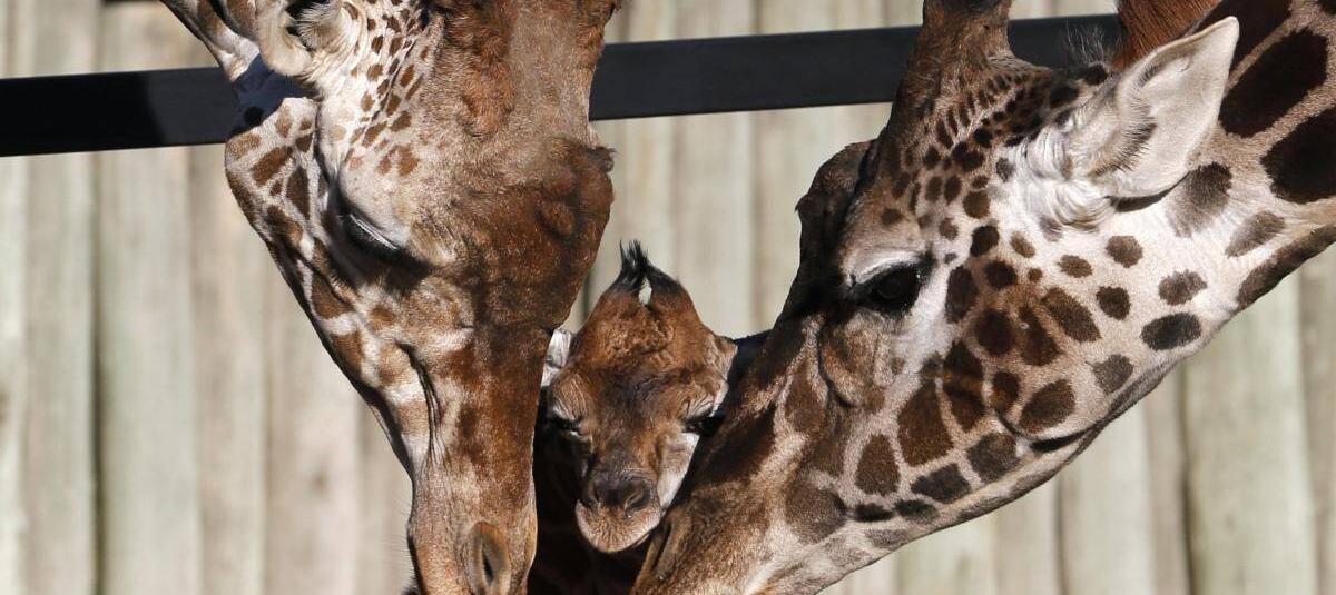 ¿Y las manchas? Nace bebé jirafa sin su diseño de piel característico