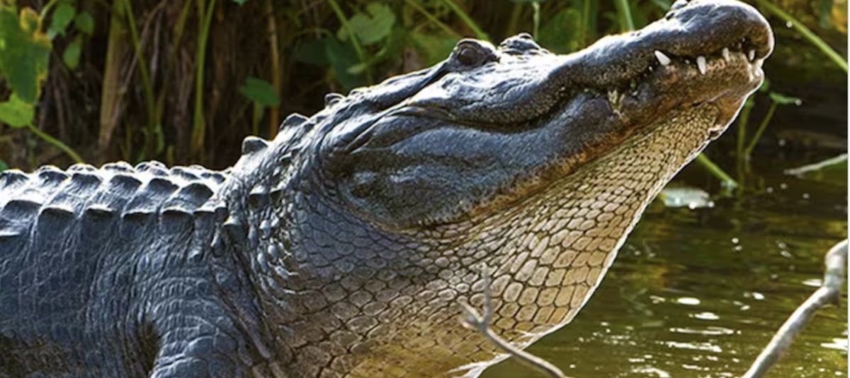 Hombres lograron capturar a un caiman de gran tamaño en Estados Unidos.