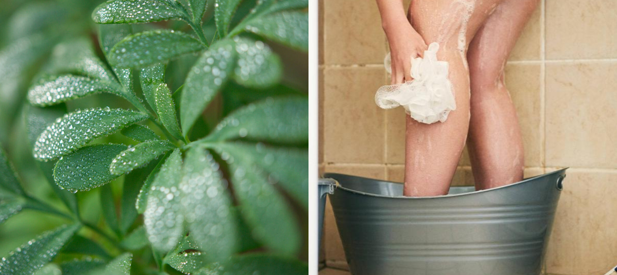 Baño con ruda: poderoso ritual para eliminar las malas energías y ...