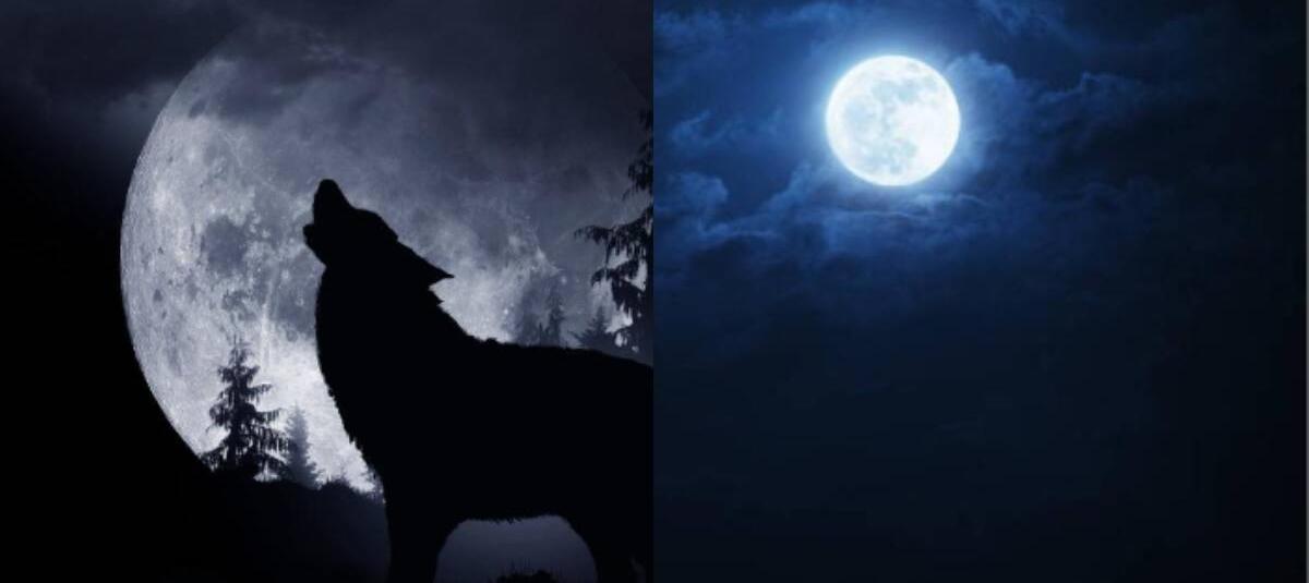 Luna de Lobo 2024: esta sería la reacción para Leo y demás signos del