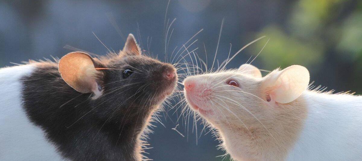 El secreto que guardan los bigotes de los ratones y revoluciona la ...