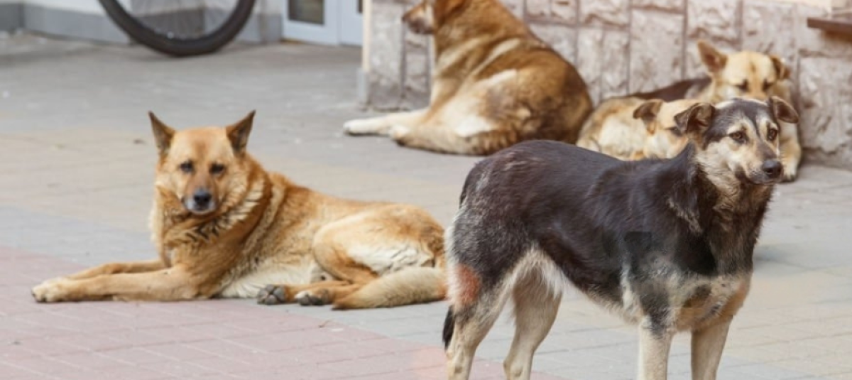Perros criollos: características, personalidad, cuidados y todo lo que debe saber
