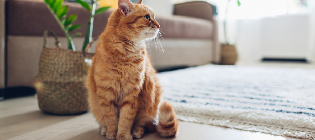 Este es el ciclo de vida de los gatos y por qué es importante conocer