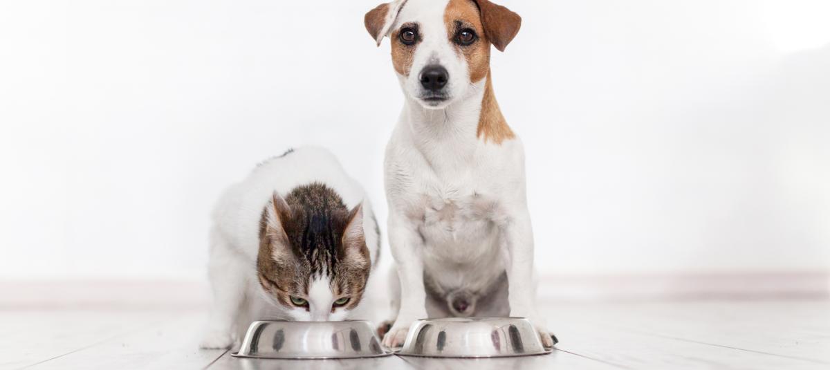 No es recomendable dar alimentos crudos porque se corre el riesgo de que la mascota adquiera una enfermedad bacteriana o parasitaria.
