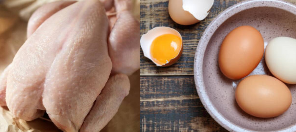 Gripe aviar: ¿se puede contraer el virus por consumir pollo o huevo?