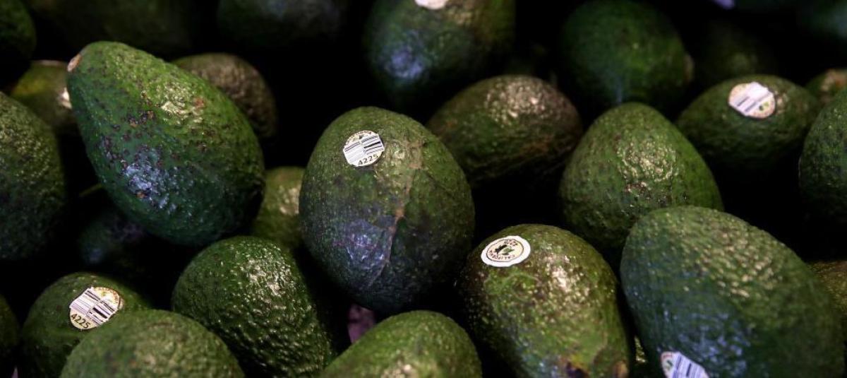 La creciente demanda de aguacates en Europa y América del Norte ha triplicado la producción mundial en poco más de 20 años.