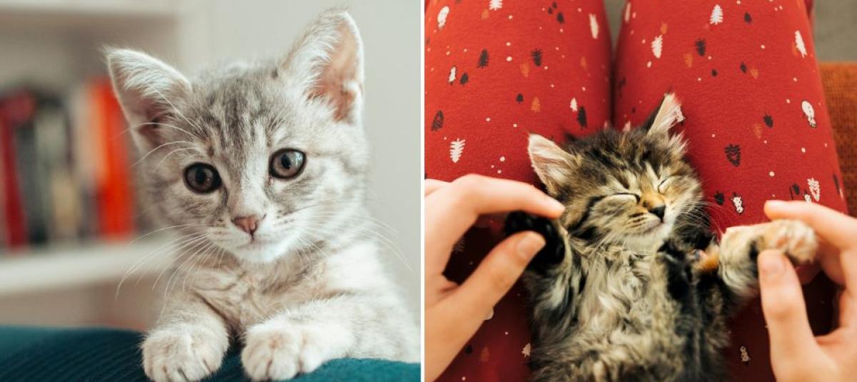 ¿Cuánto tiempo tarda un gato en adaptarse a un nuevo hogar?