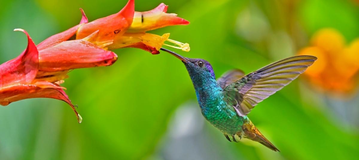 Ver Un Colibri Es De Buena Suerte www.eltiempo.com