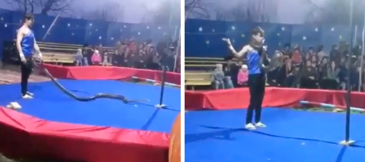 Video muestra a un entrenador de circo 'estrangulado' por una serpiente